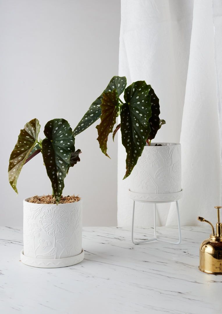 Pots & Stands