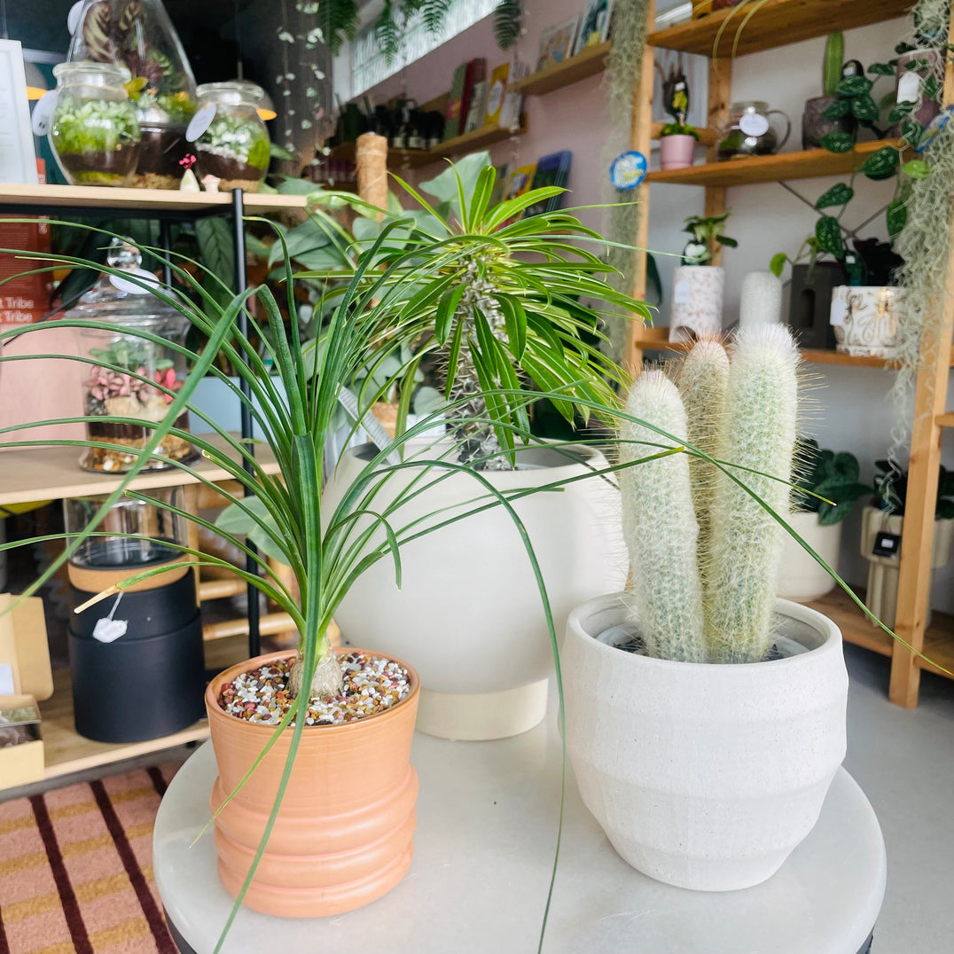 Cacti & Succulent