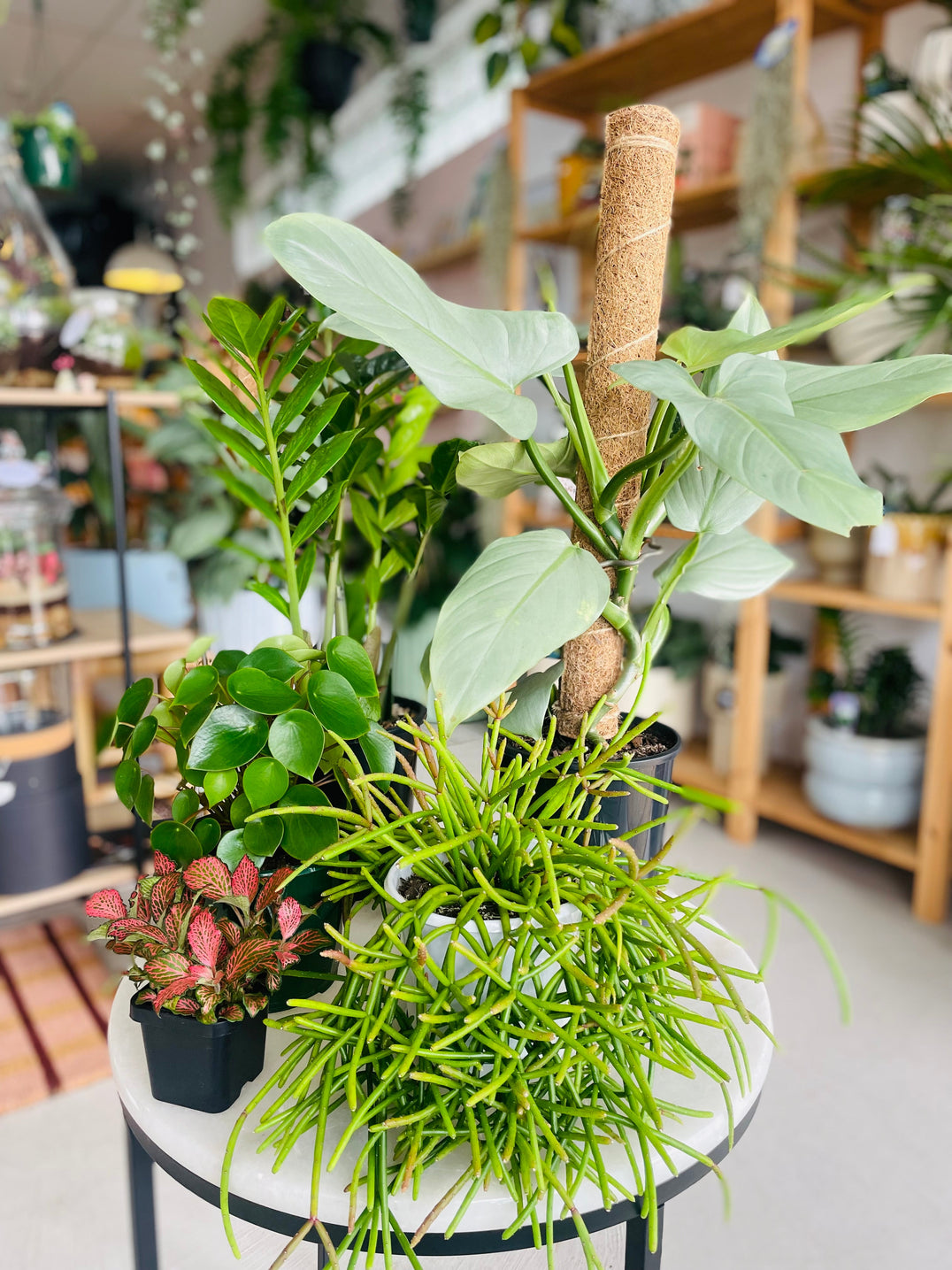 Easy-care Plants