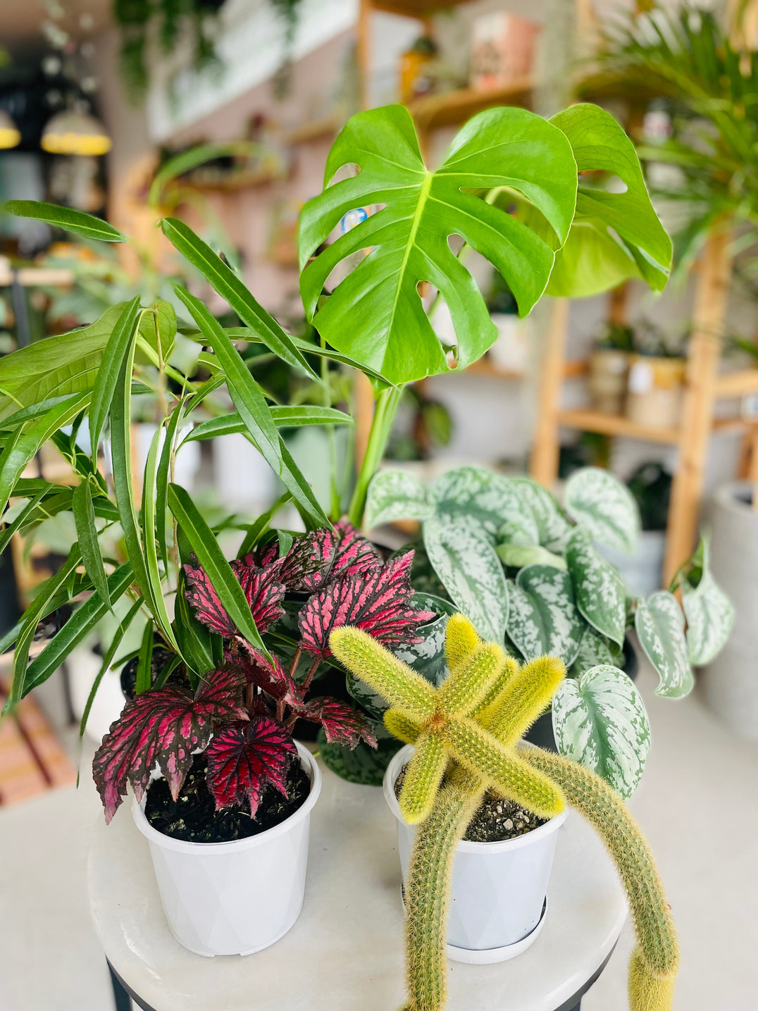 Plants
