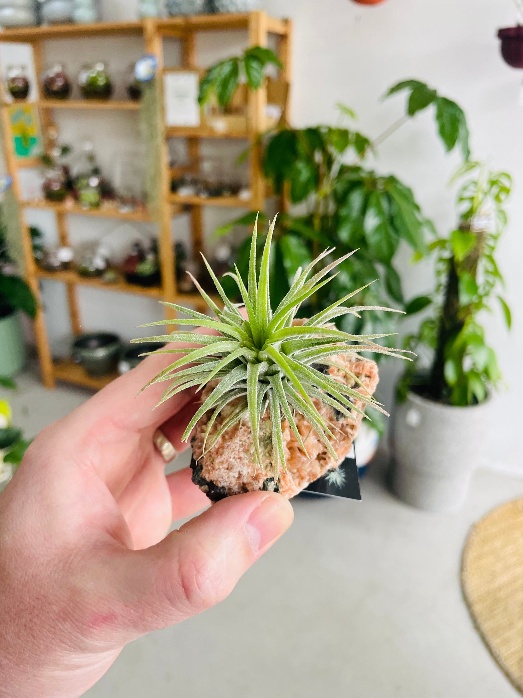 Air Plants