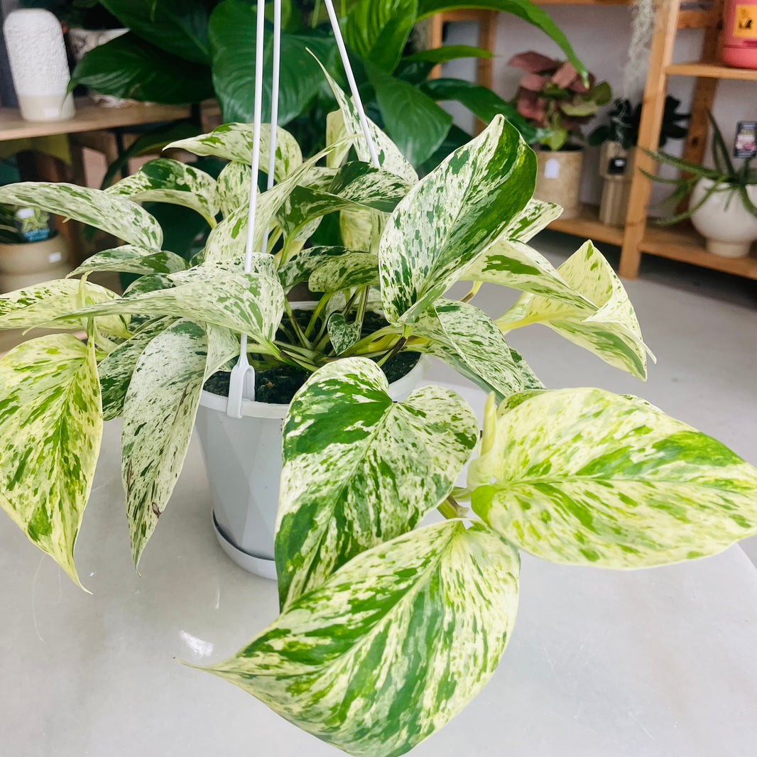 Epipremnum aureum 'Marble Queen' 130mm Nursery Pot
