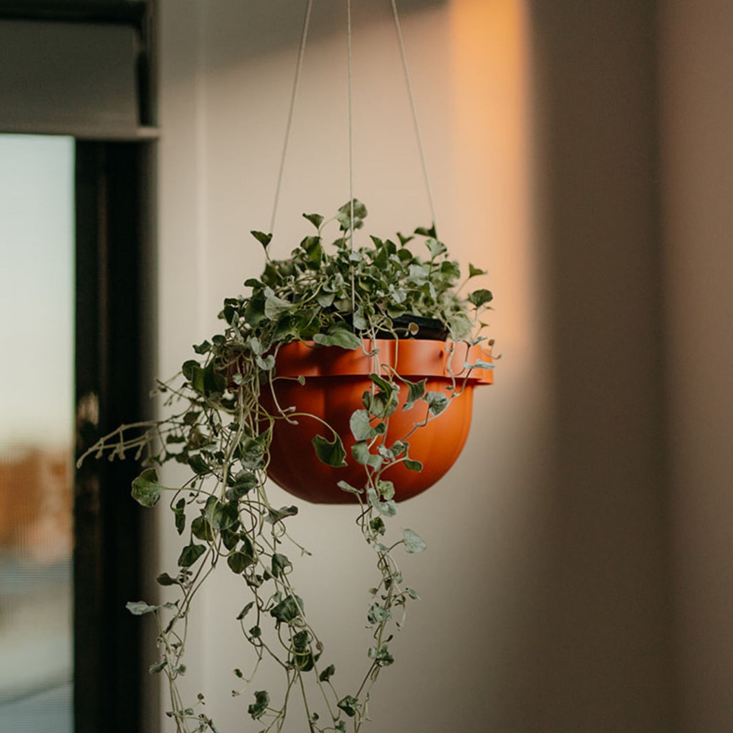 Poppy Self Watering Hanging Planter - Clay