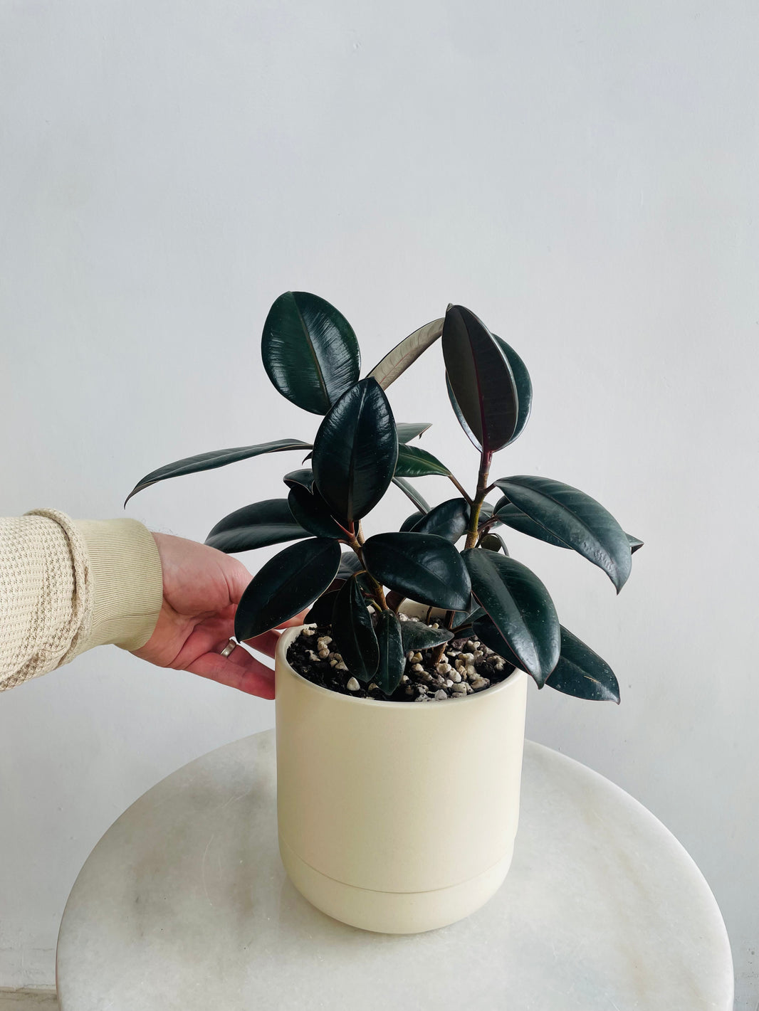 Ficus elastica 'Burgundy' in Troy Self Watering Planter
