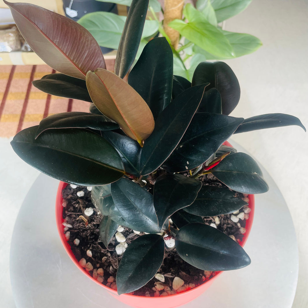 Ficus elastica 'Burgundy' Rubber Plant & 215mm Mr Kitly