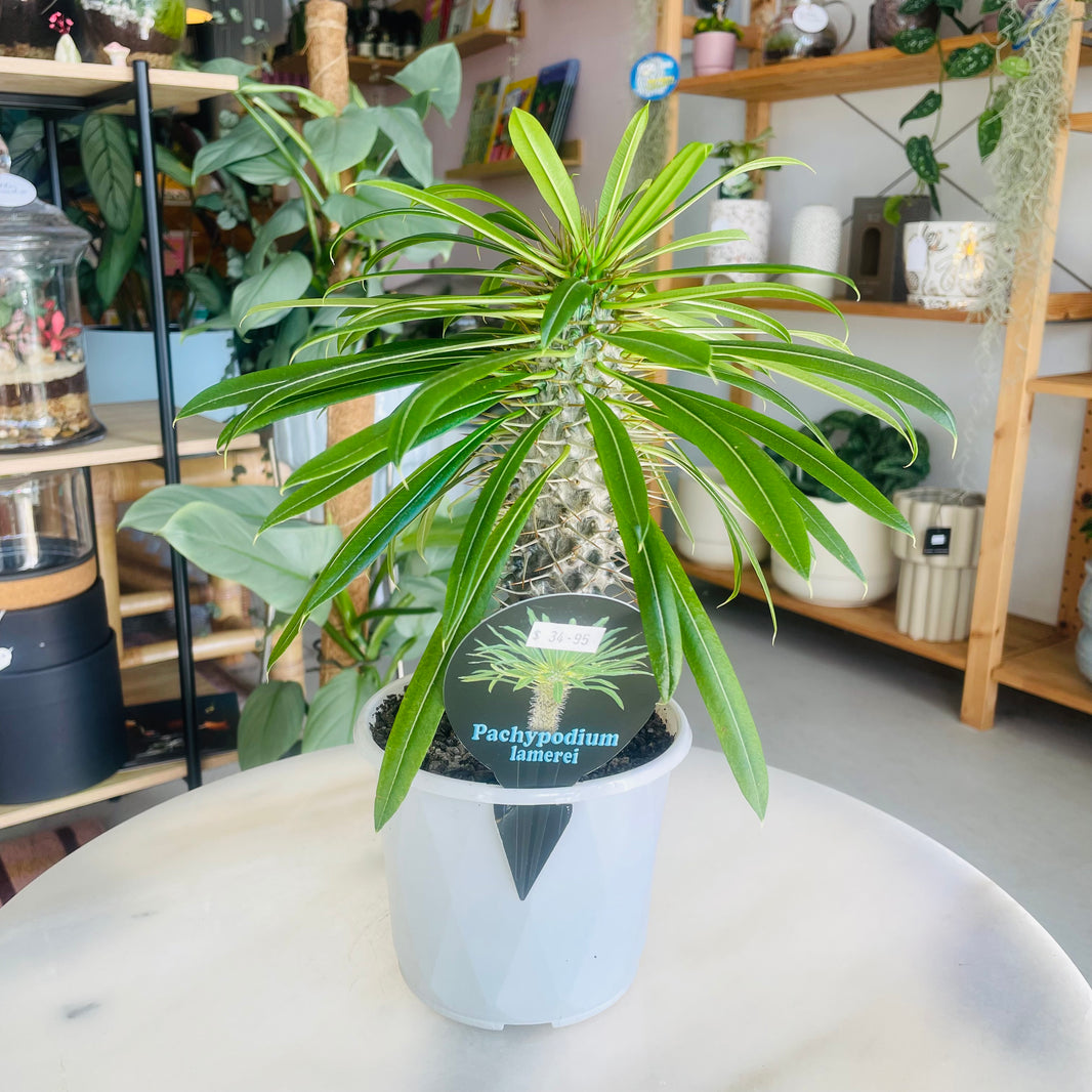Pachypodium lamerei 'Madagascar Palm' 130mm Nursery Pot