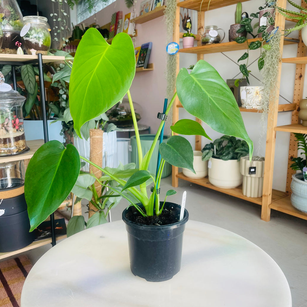 Monstera Deliciosa 'Fruit Salad Plant' 118mm Nursery Pot