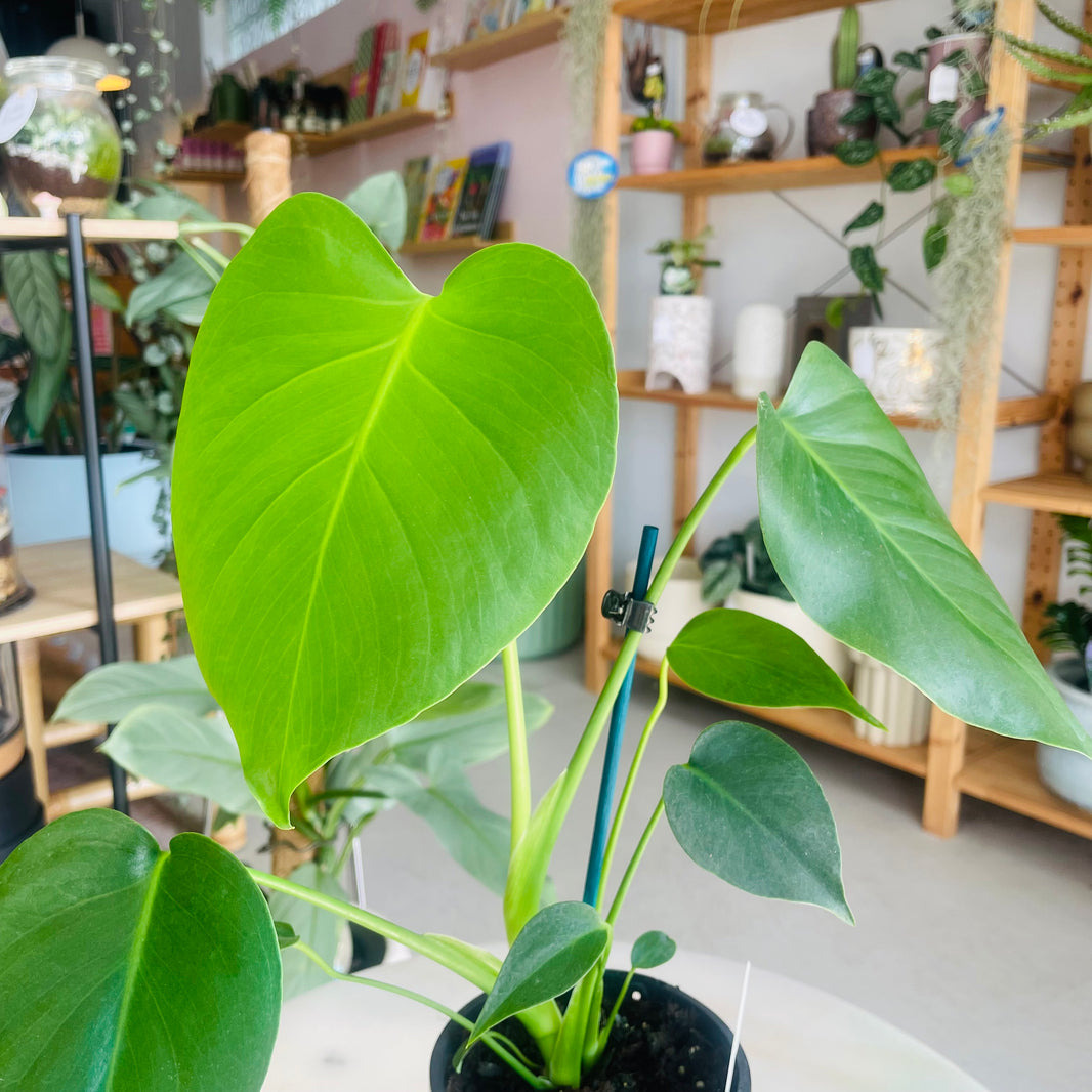Monstera Deliciosa 'Fruit Salad Plant' 118mm Nursery Pot