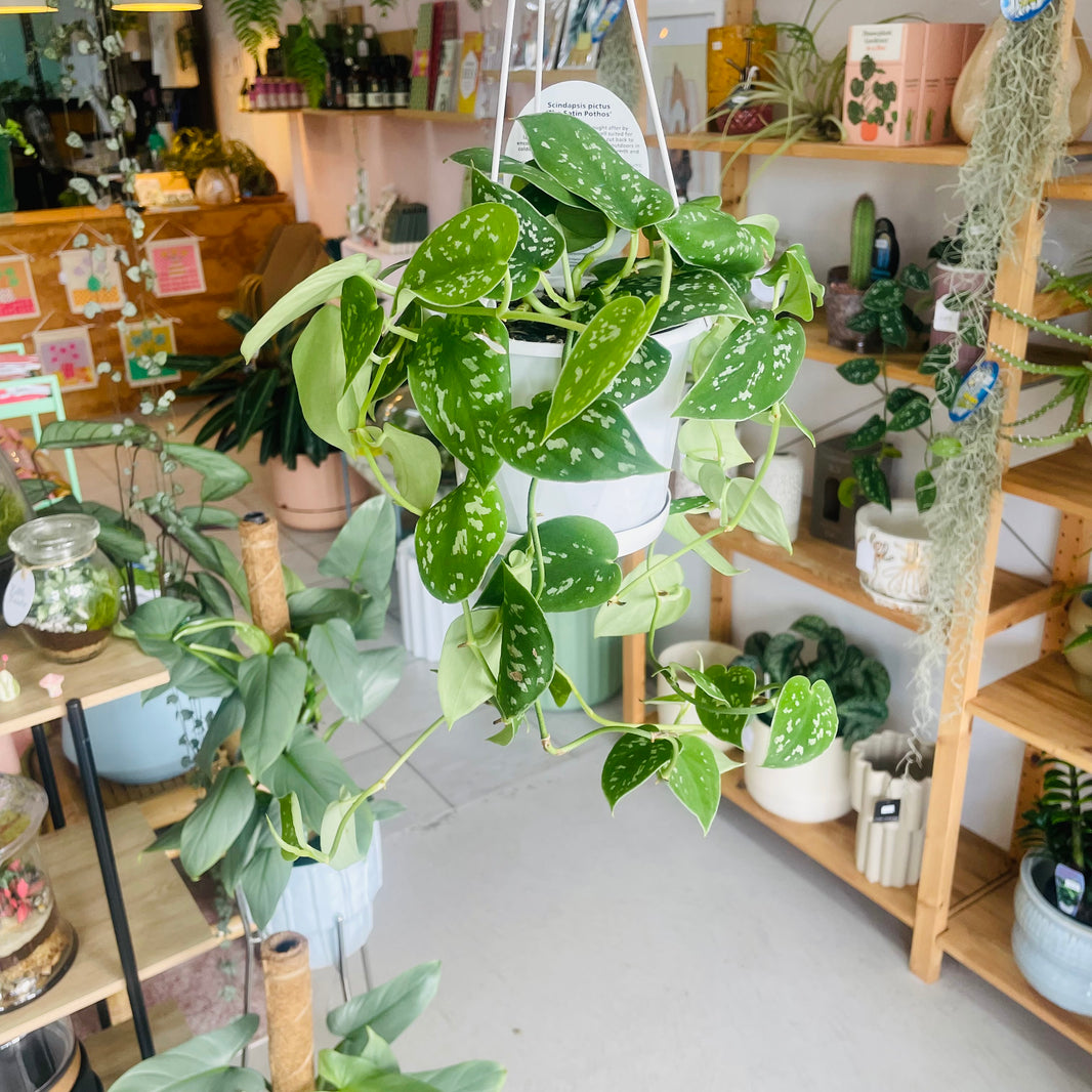Scindapsis pictus 'The Satin Pothos' 130mm Nursery Pot