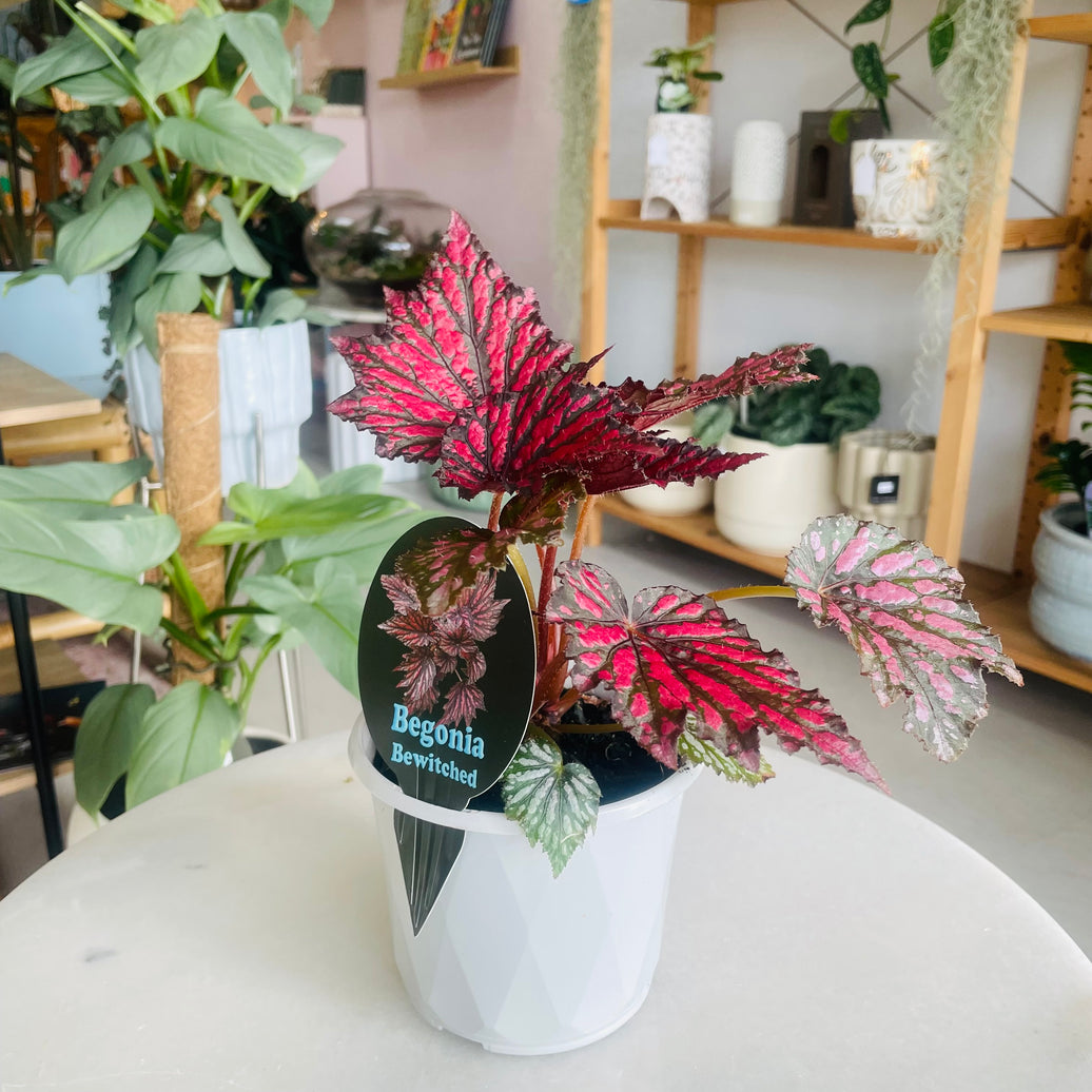 Begonia Bewitched 'Red Black' 130mm Nursery Pot