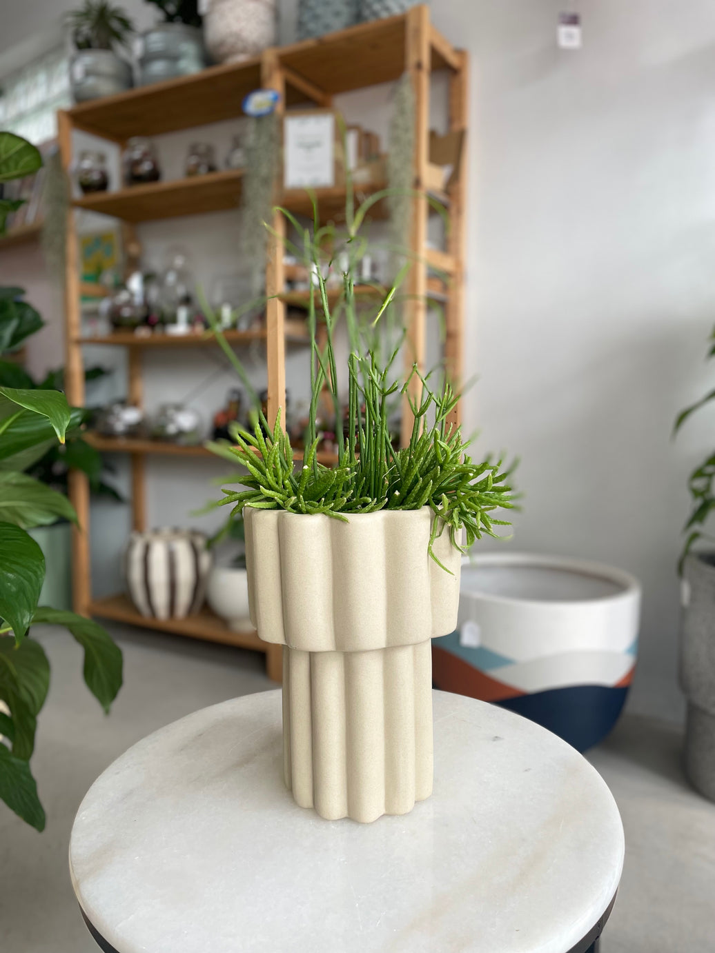 Rhipsalis & Gustel Pot Combo