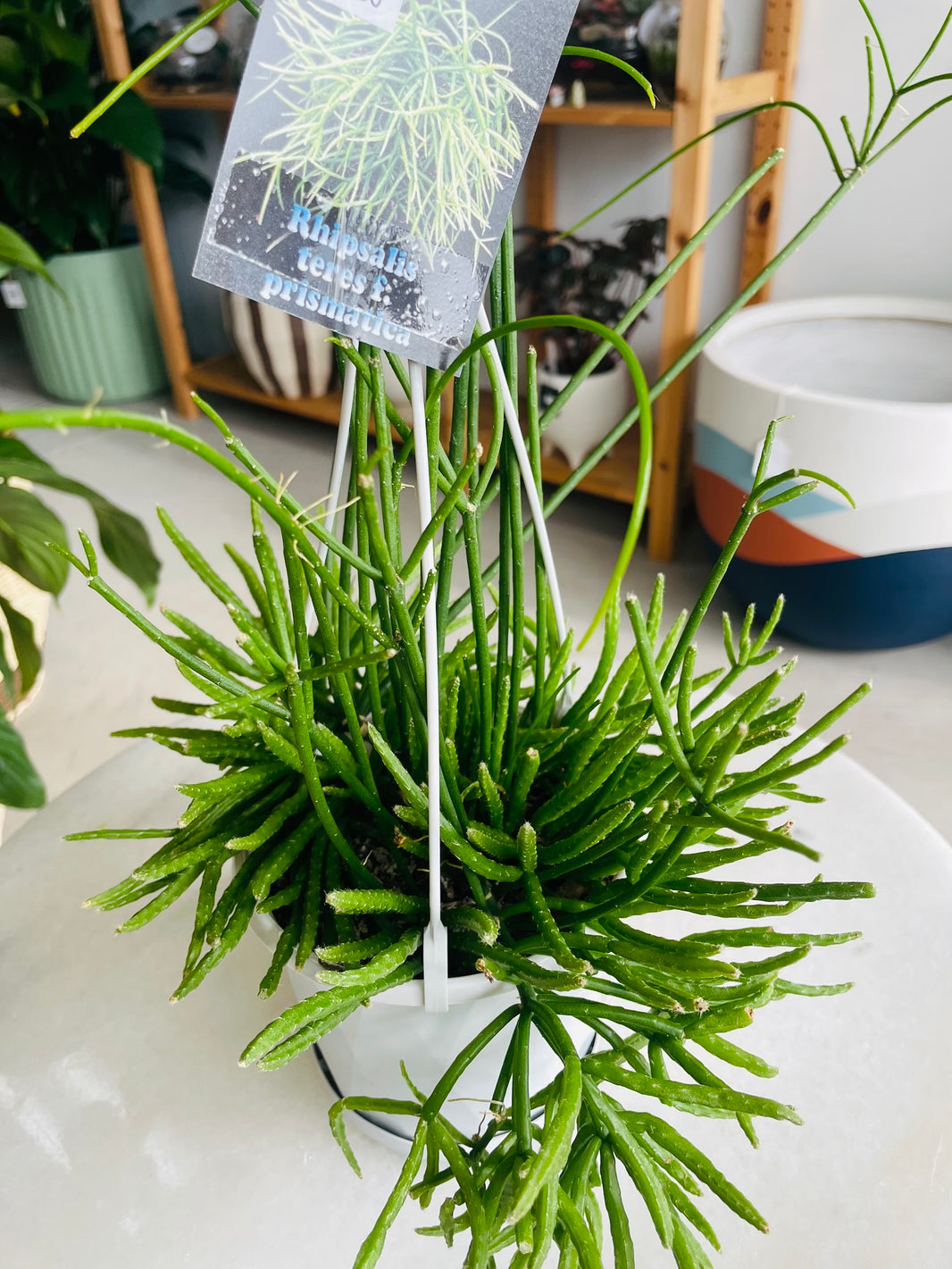 Rhipsalis teres f. prismatica 130mm Nursery Pot