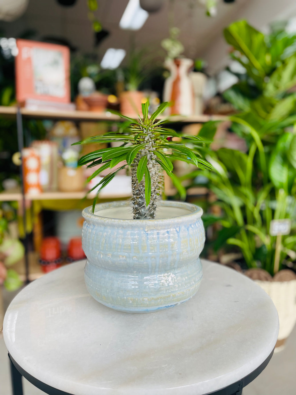 Pachypodium 'Madagascar Palm' & Ryna Pot Combo