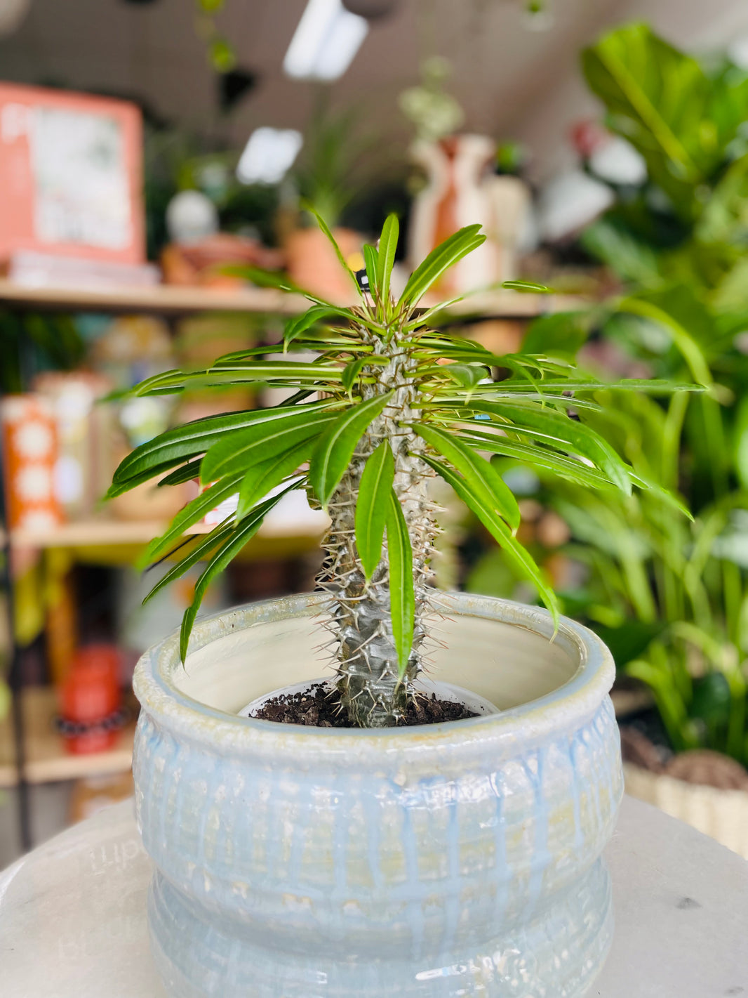 Pachypodium 'Madagascar Palm' & Ryna Pot Combo
