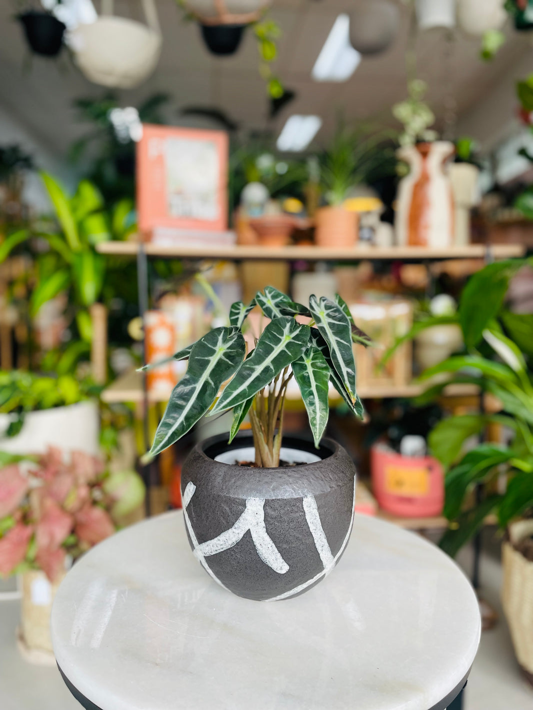 Alocasia 'Bambino' & Takumi Pot Combo