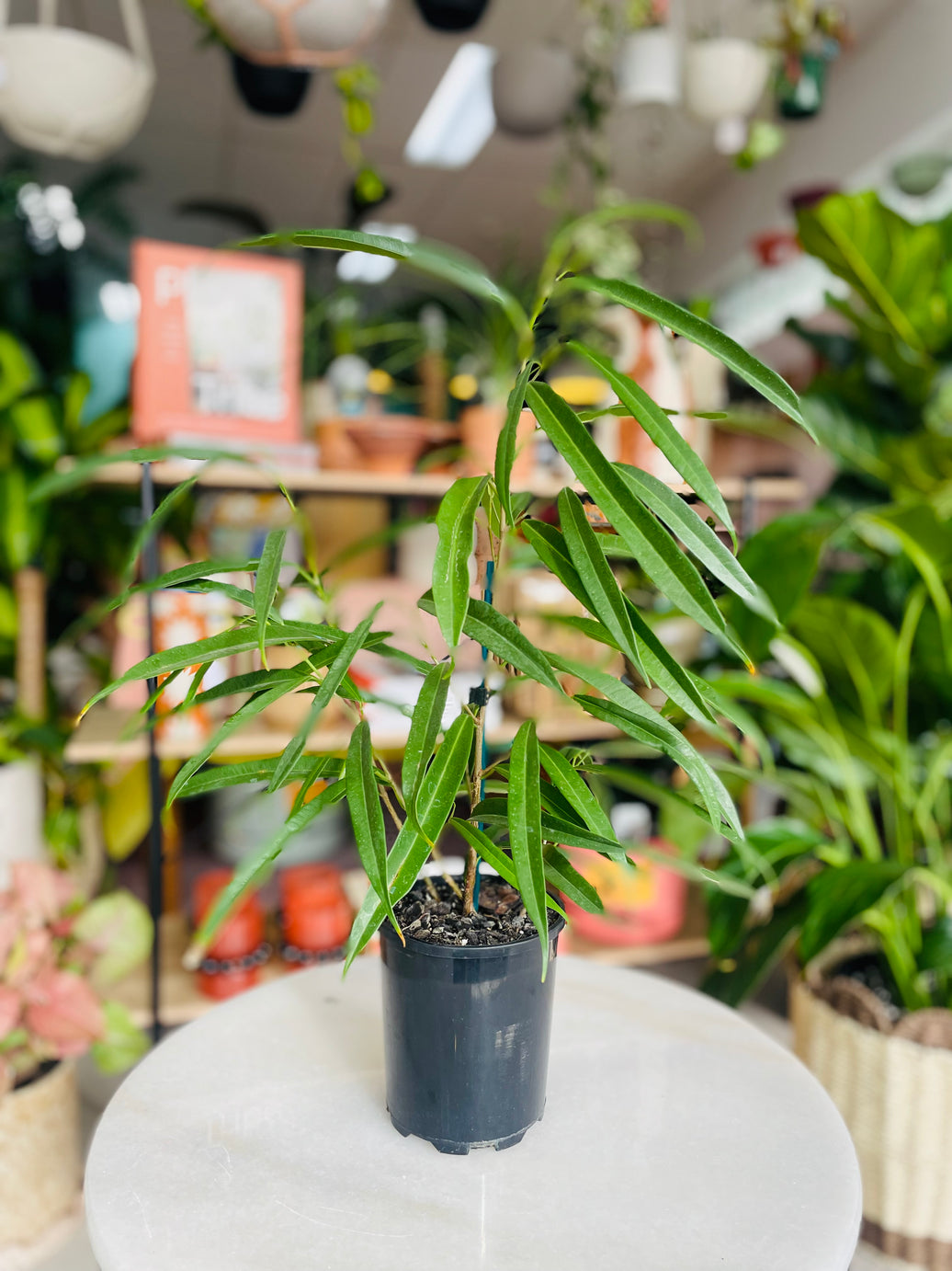 Ficus longifolia schott 'Sabre Fig' 125mm Nursery Pot
