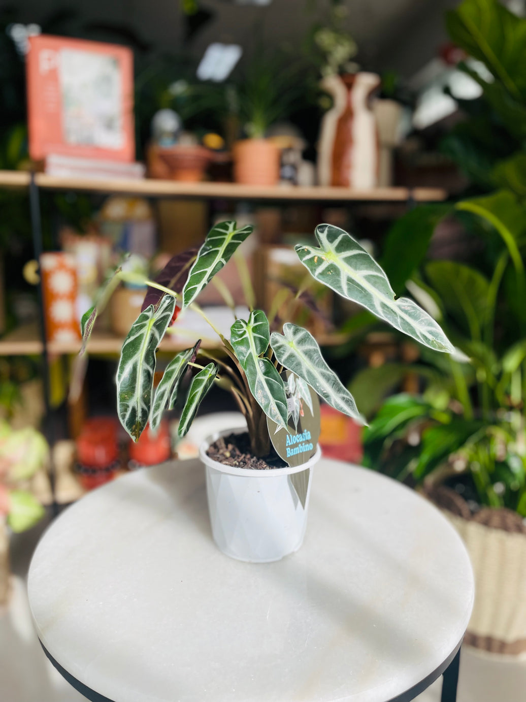 Alocasia 'Bambino' 130mm Nursery Pot