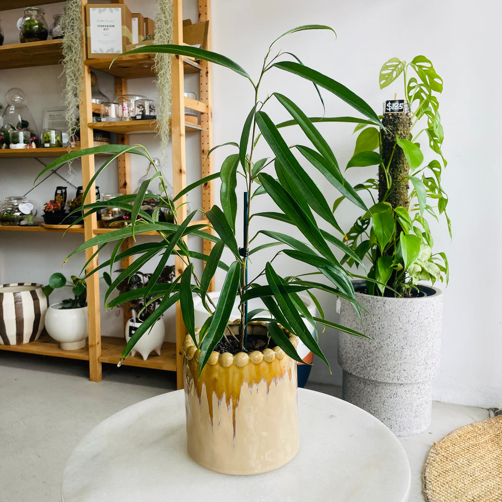 Ficus 'Sabre Fig' & Emerson Pot Combo