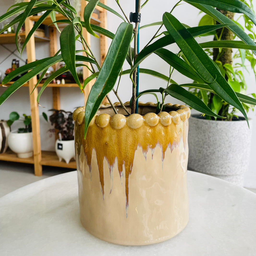 Ficus 'Sabre Fig' & Emerson Pot Combo