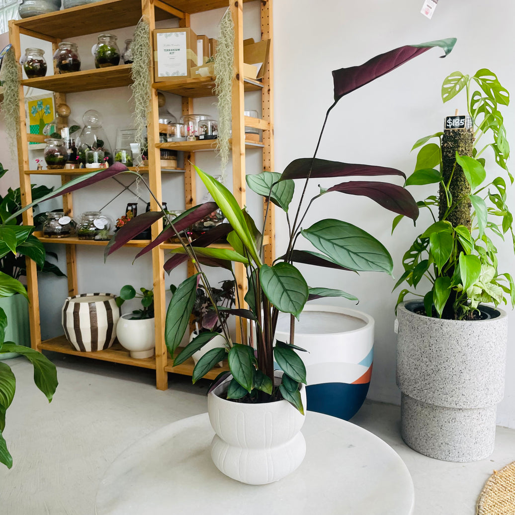 Ctenanthe 'Grey Star' & Lapis Pot Combo
