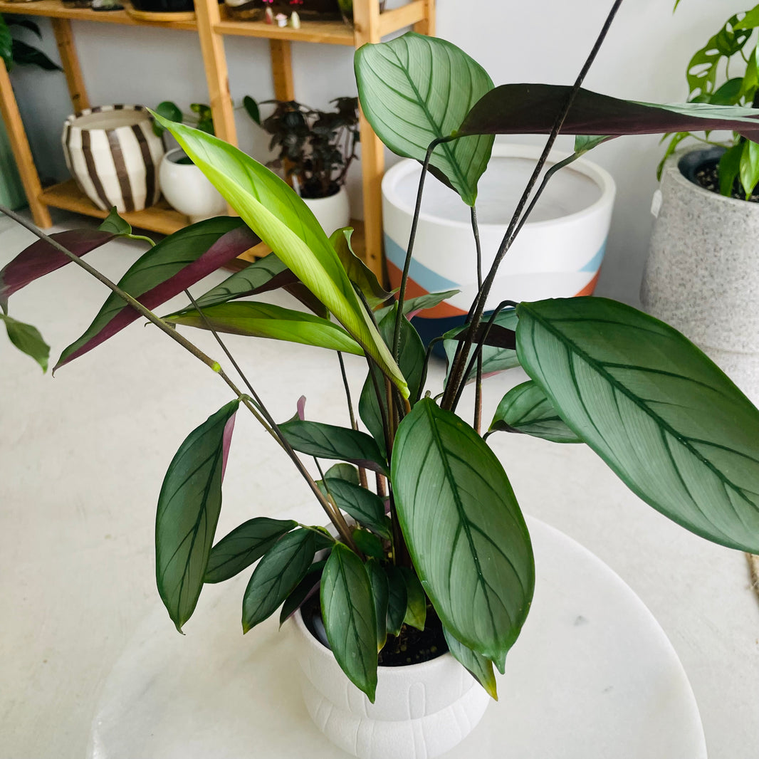 Ctenanthe 'Grey Star' & Lapis Pot Combo