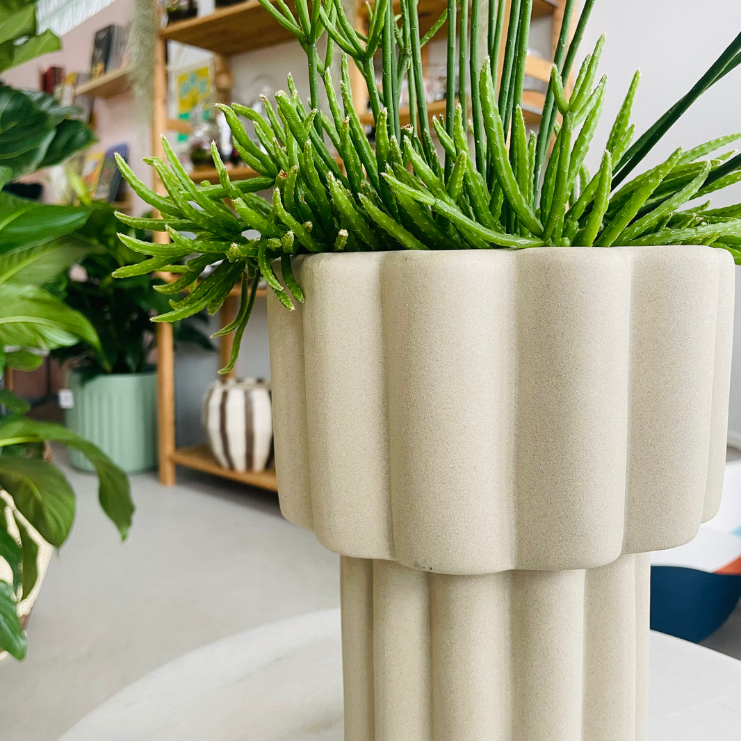 Rhipsalis & Gustel Pot Combo