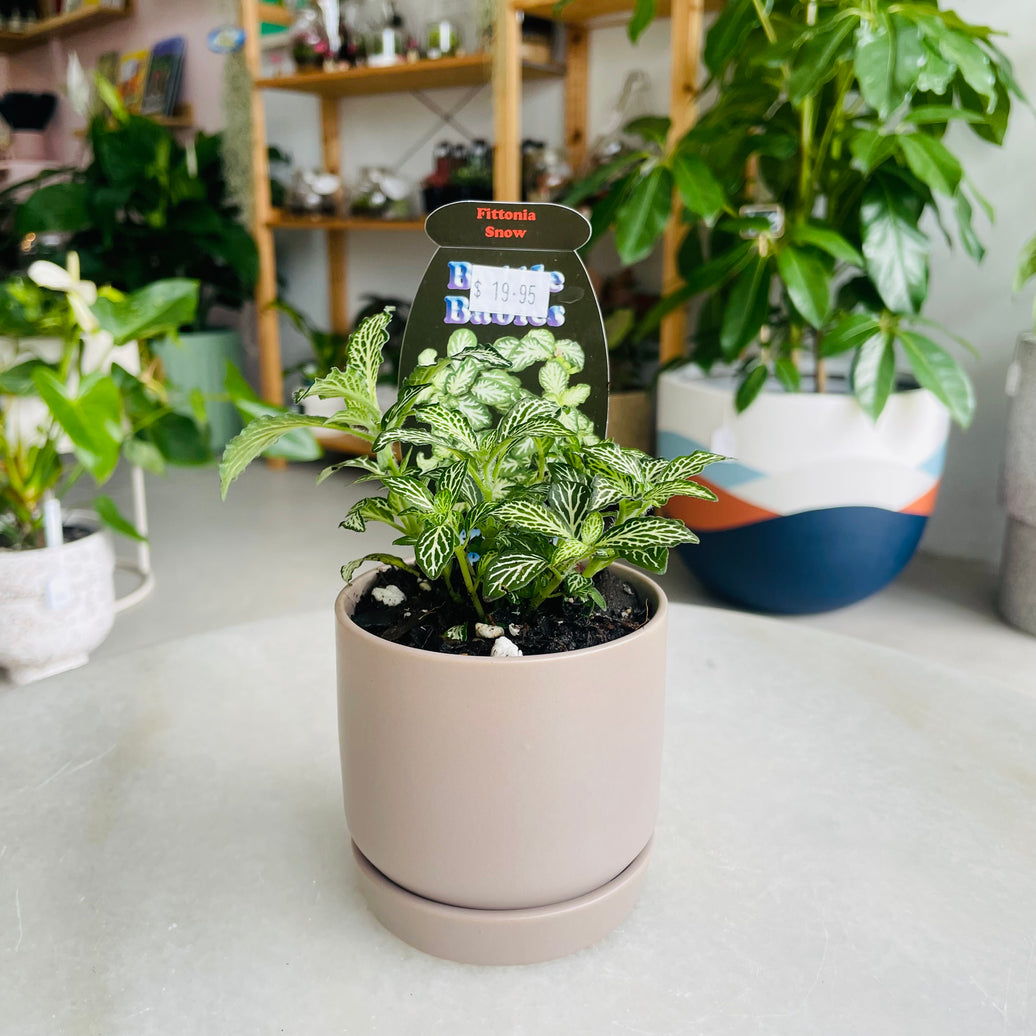 Fittonia 'Snow' in Oslo Mini Fog