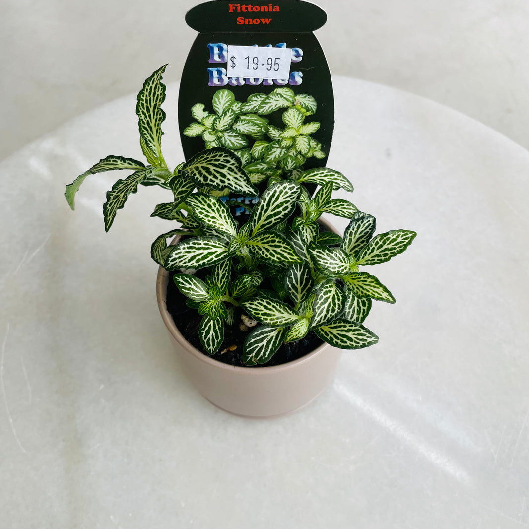Fittonia 'Snow' in Oslo Mini Fog