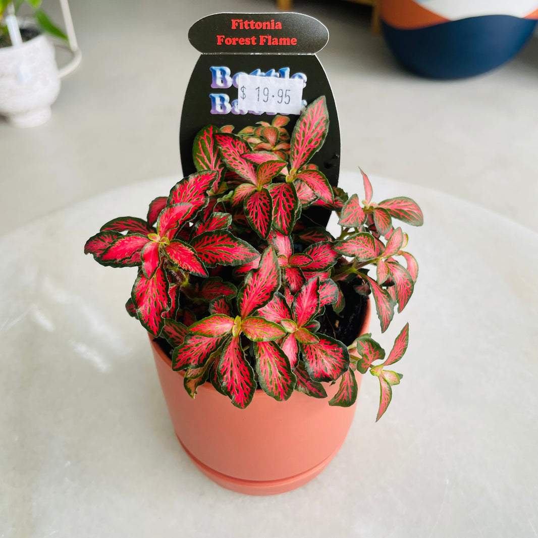Fittonia 'Forest Flame' in Oslo Mini Sienna