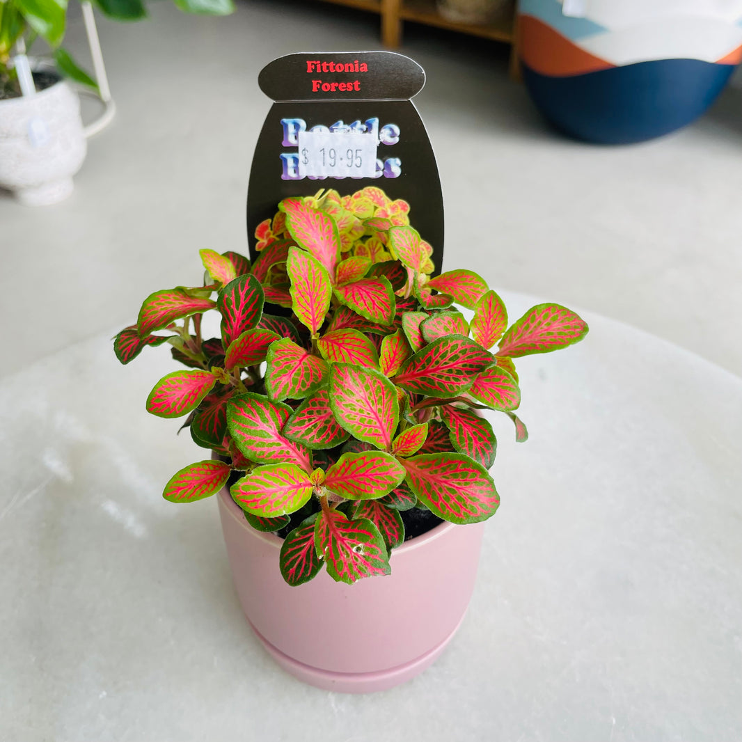 Fittonia 'Forest' in Oslo Mini Mallow