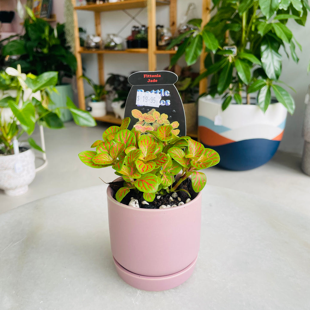 Fittonia 'Jade' in Oslo Mini Mallow