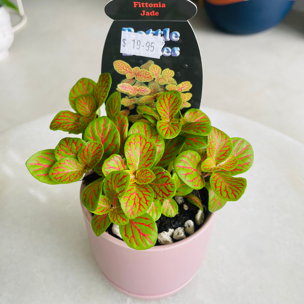 Fittonia 'Jade' in Oslo Mini Mallow