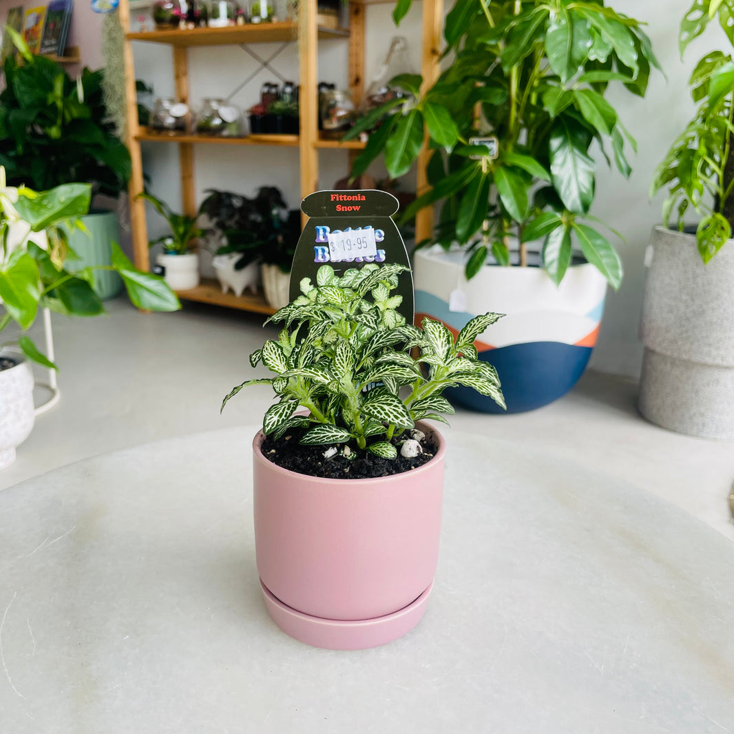 Fittonia 'Snow' in Oslo Mini Mallow