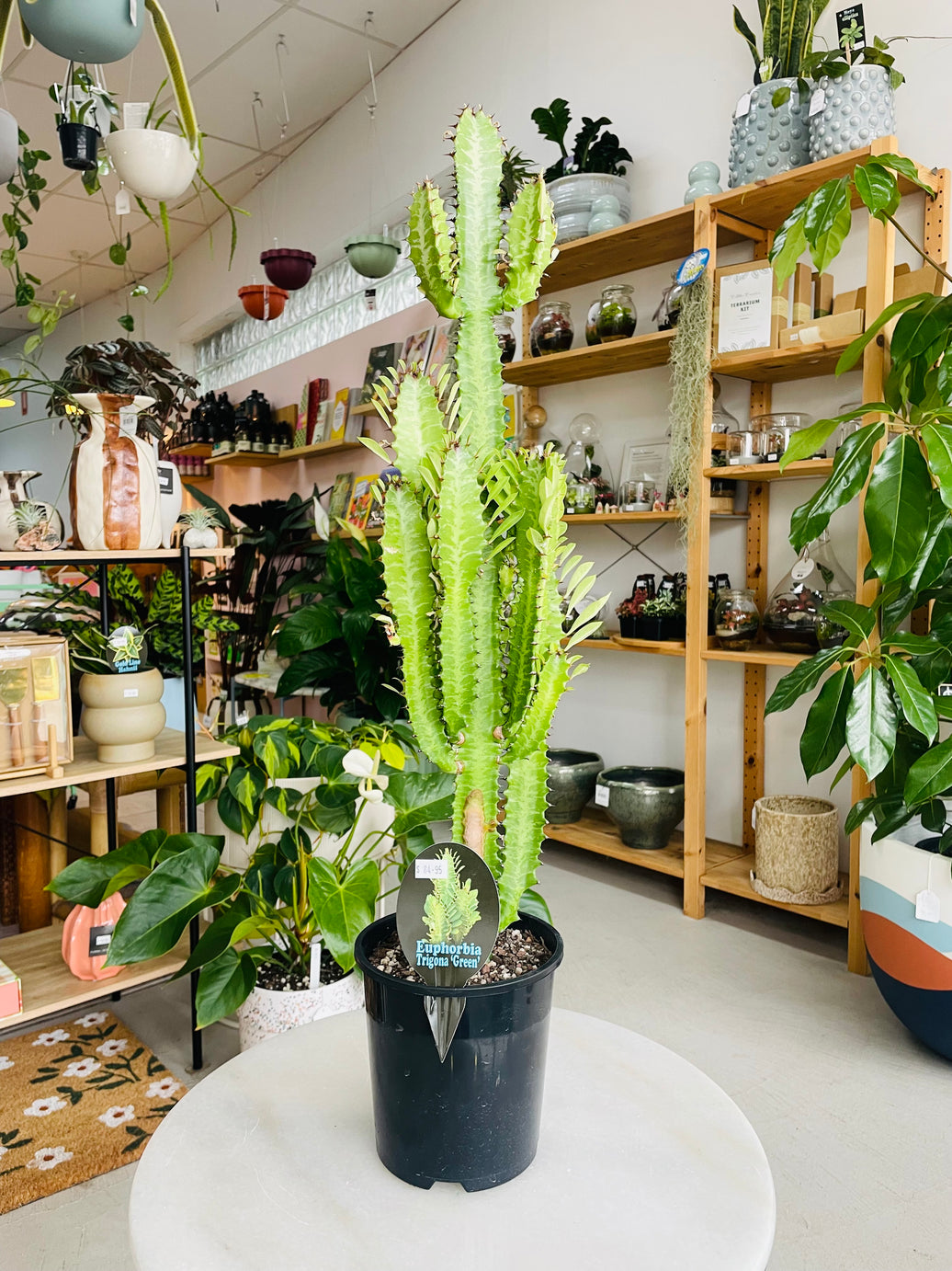 Euphorbia trigona 'Green African Milk Tree' 150mm Nursery Pot