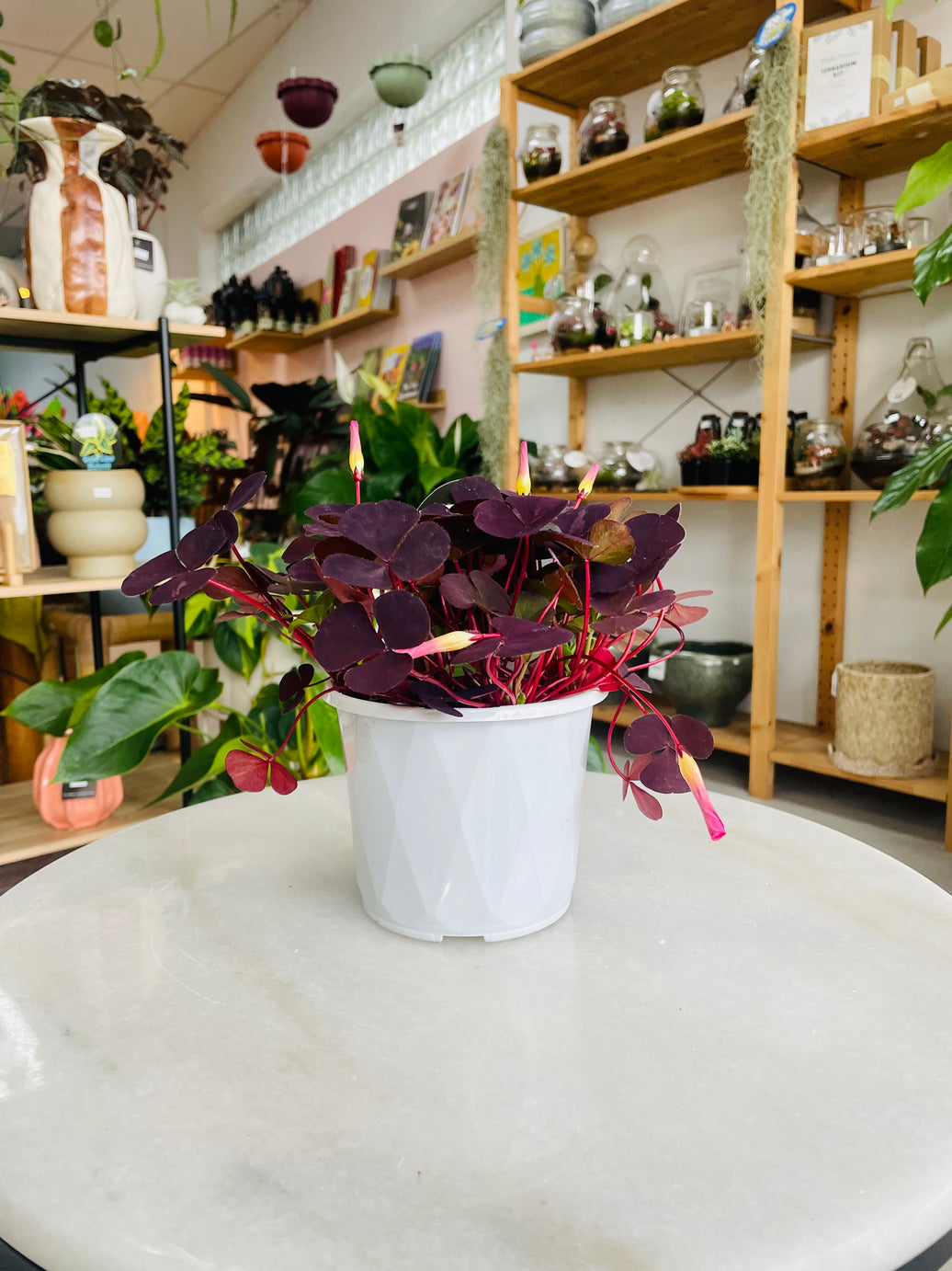 Oxalis purpurea var. 'Garnet' 130mm nursery pot
