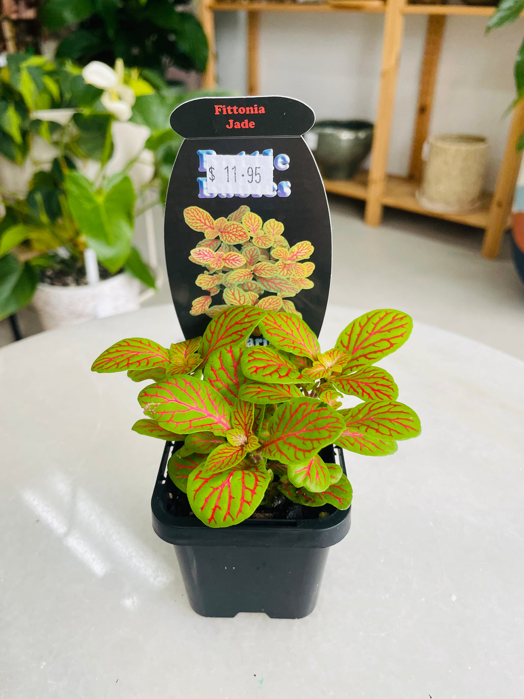 Fittonia 'Jade' 75mm nursery pot