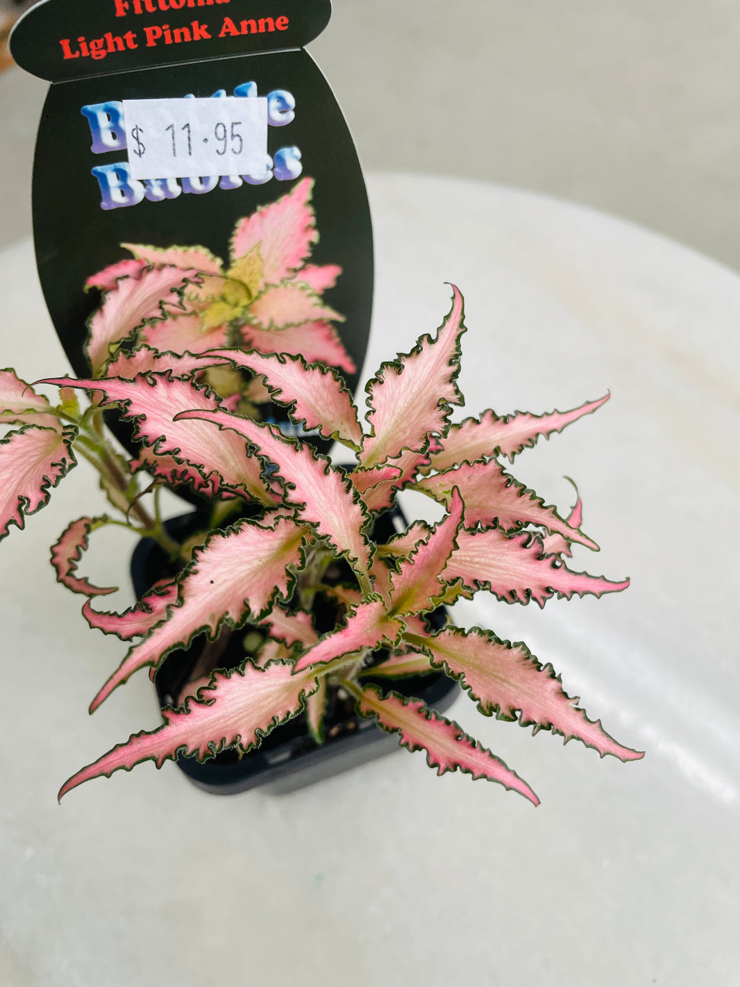 Fittonia 'Light Pink Anne' 75mm nursery pot