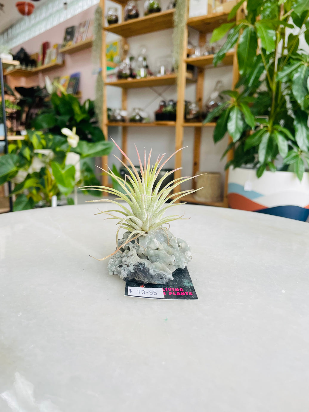 Tillandsia on crystal C size