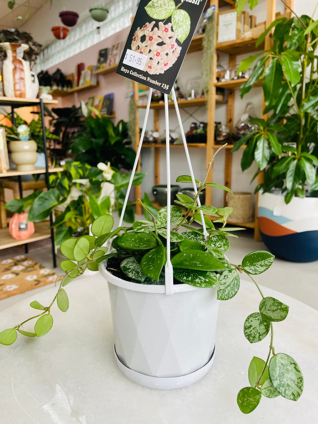 Hoya mathilde 'Splash' 130mm Nursery Pot | Hoya Collection Number 135