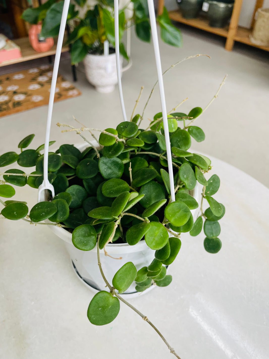 Hoya serpens 130mm Nursery Pot | Hoya Collection Number 7