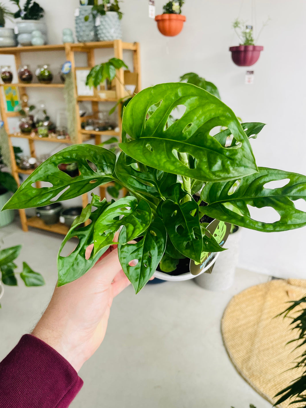 Monstera adansonii 'Monkey Mask' 130mm nursery pot