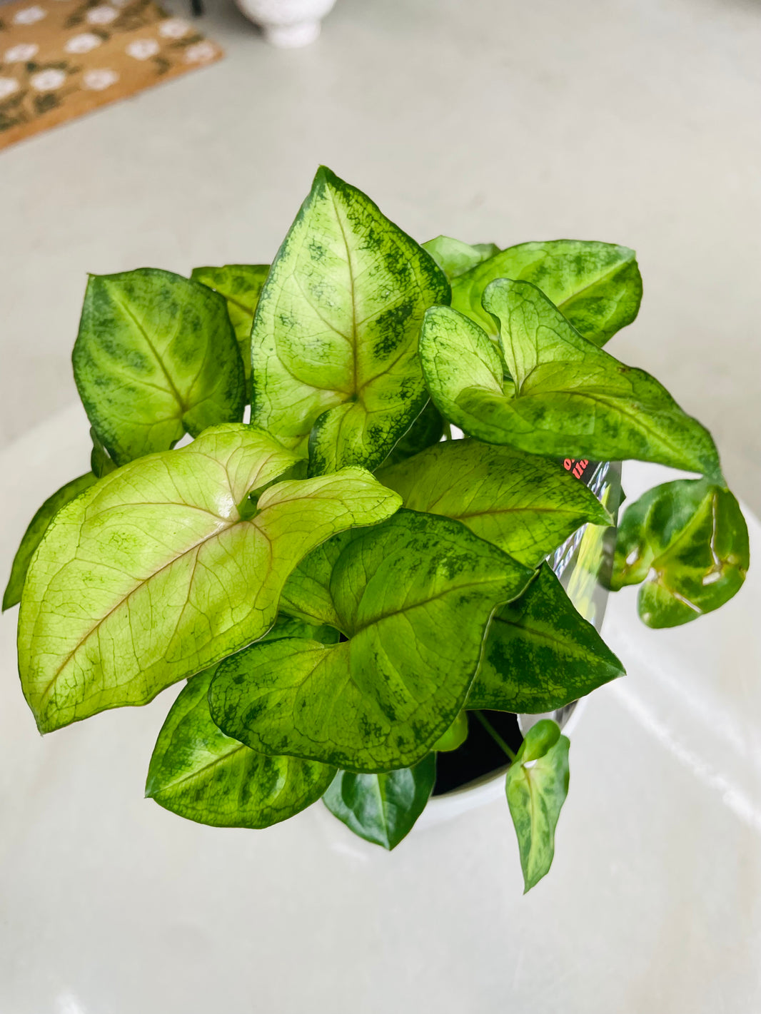 Syngonium podophyllum 'Gold Allusion' 130mm nursery pot