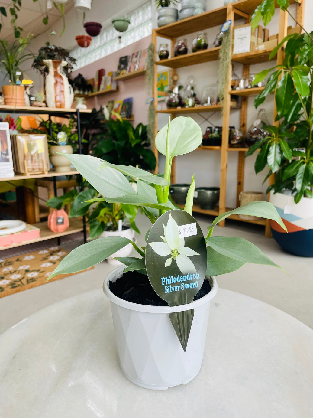 Philodendron hastatum 'Silver Sword' 130mm nursery pot