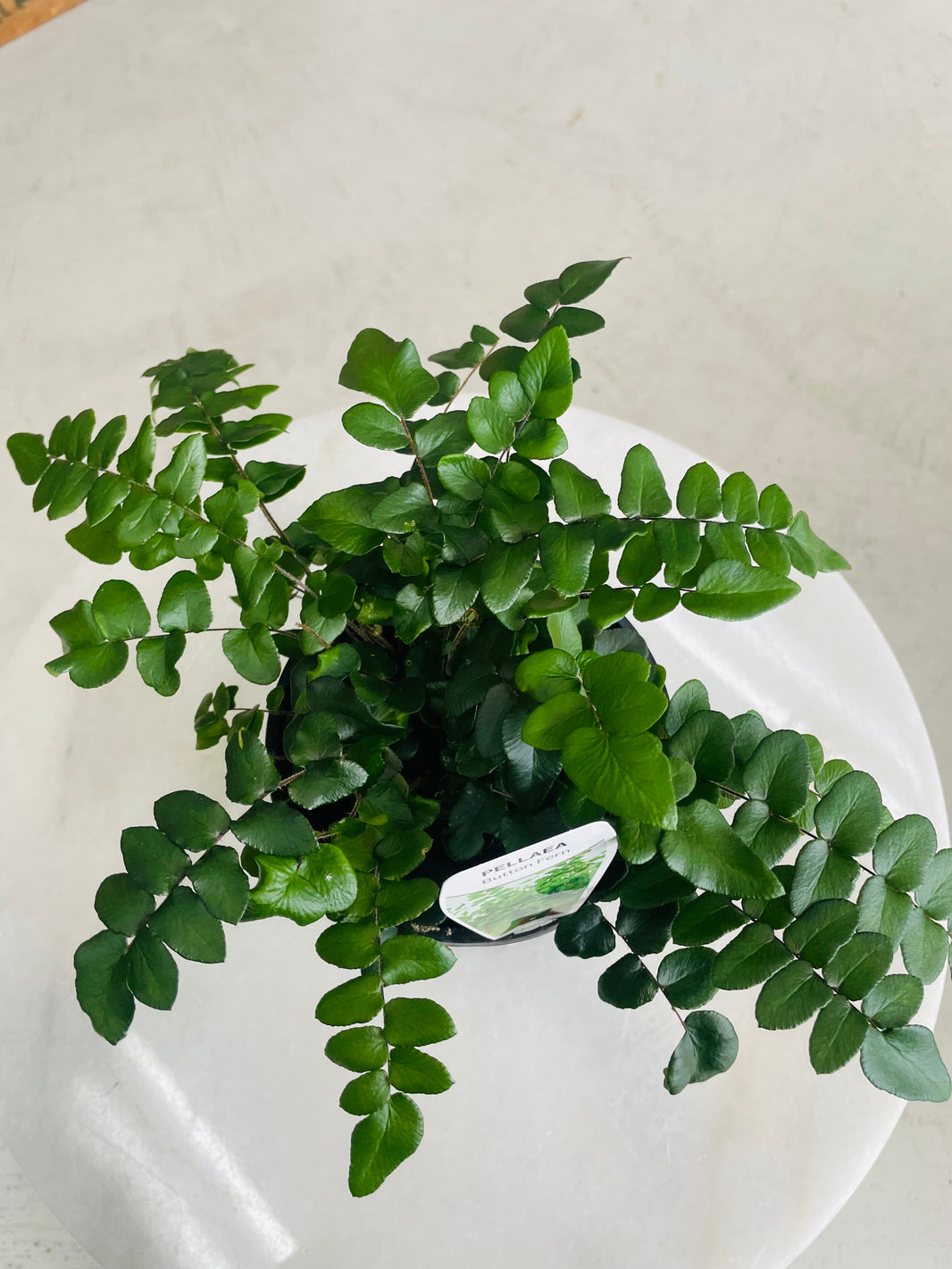 Pellaea rotundifolia 'Button Fern' 140mm Nursery Pot