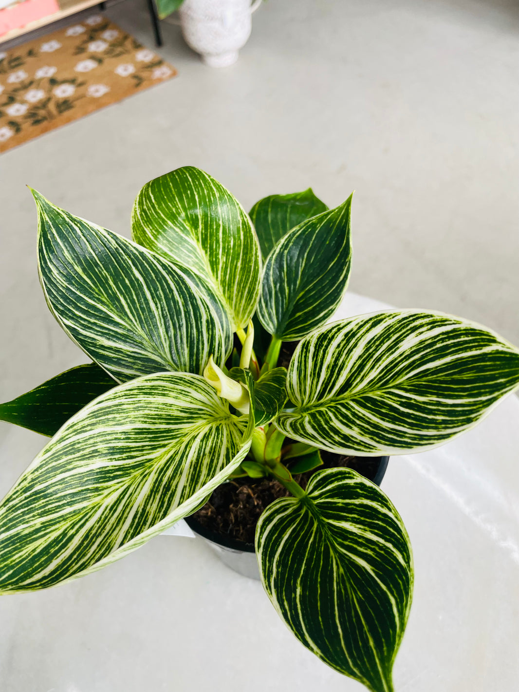 Philodendron hybrida 'Birkin' 140mm Nursery Pot
