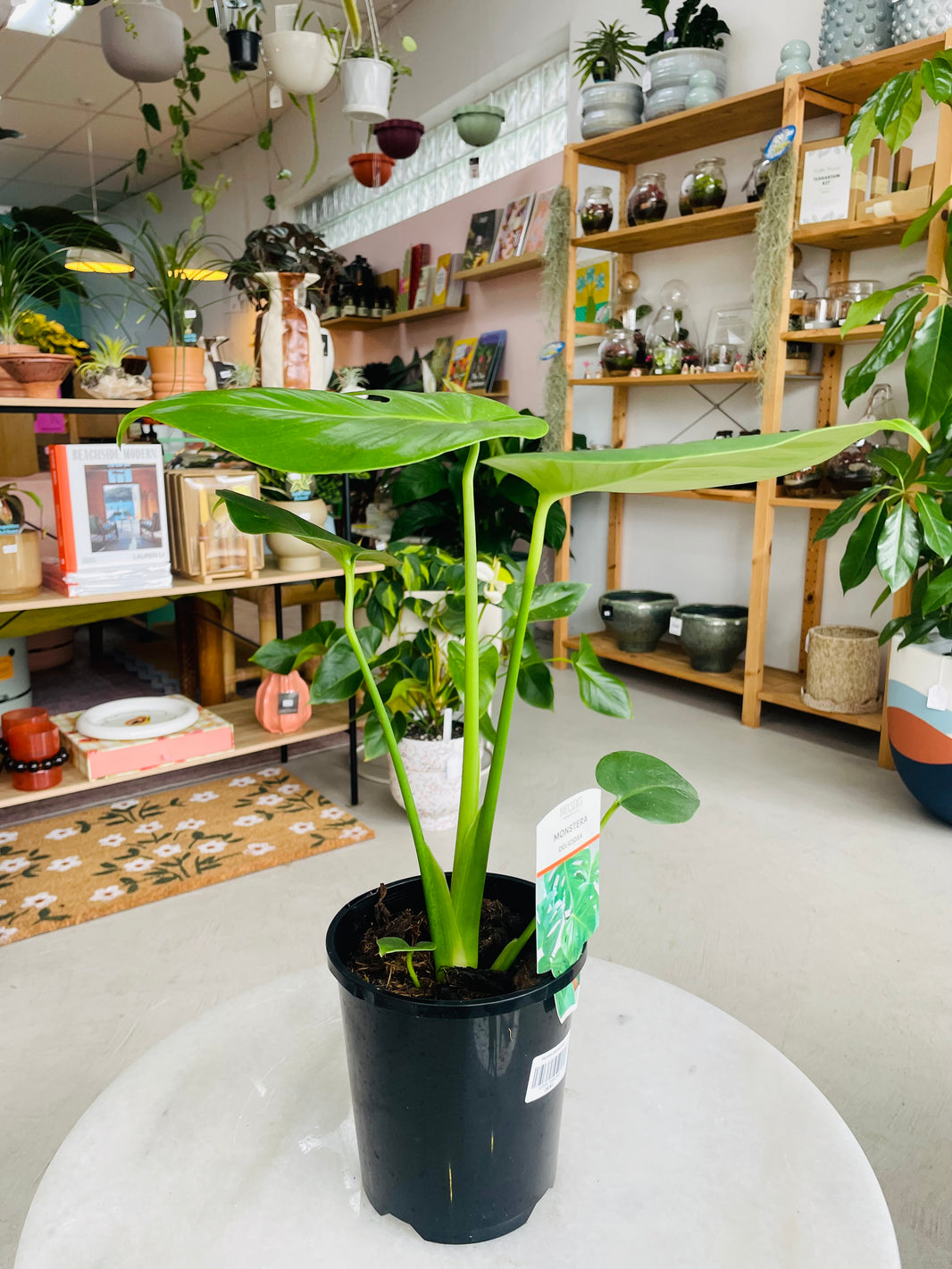 Monstera deliciosa 'Fruit Salad Plant' 140mm Nursery Pot