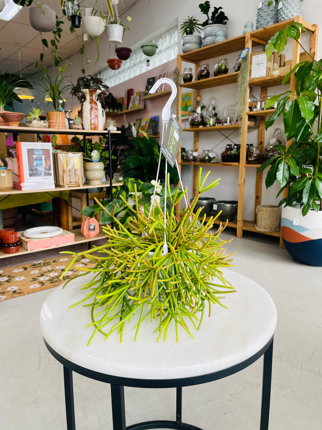 Rhipsalis baccifera ssp. mauritiana 130mm nursery pot | Mistletoe Cactus Collection No 42