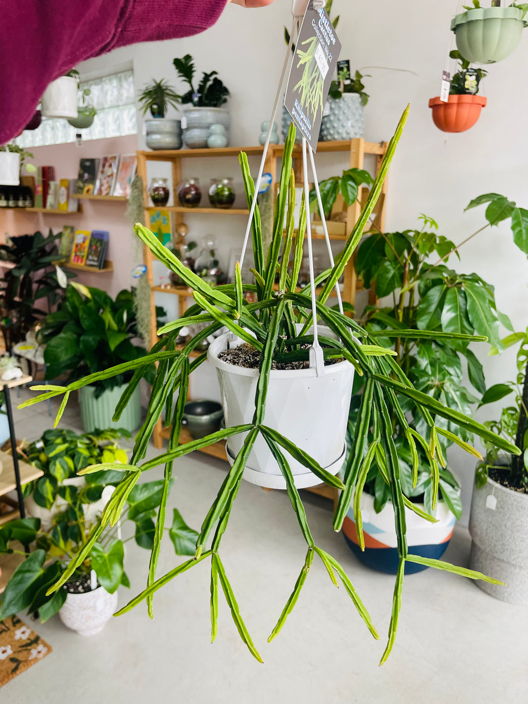 Rhipsalis pentaptera 130mm Nursery Pot | Mistletoe Cactus Collection No 22