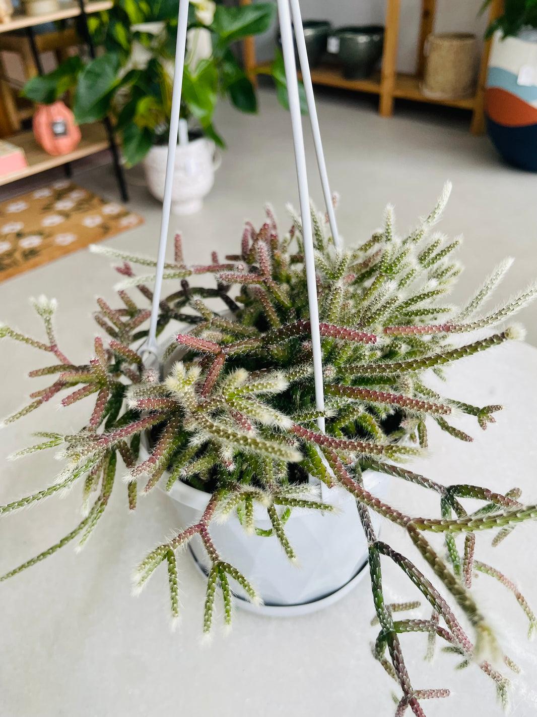Rhipsalis pilocarpa 130mm Nursery Pot | Mistletoe Cactus Collection No 24