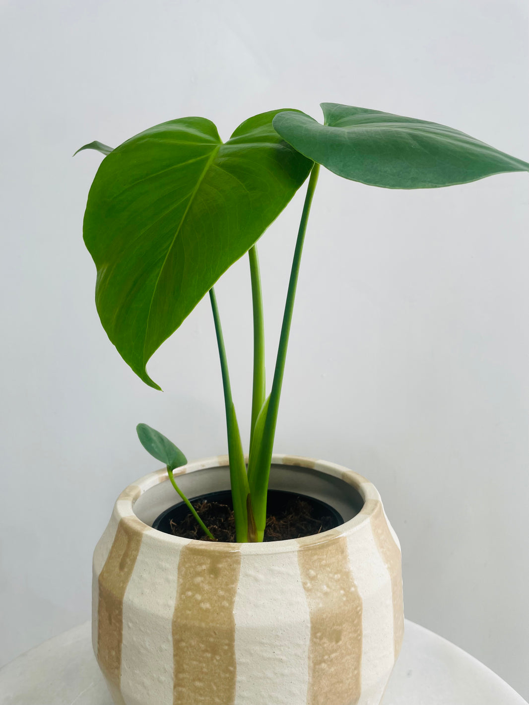 Monstera deliciosa & Oreio Pot Combo
